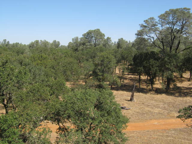 View at canopy height from tower