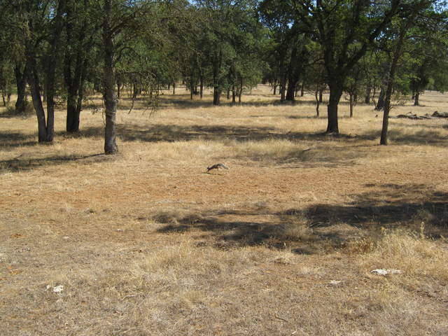 Gray squirrel