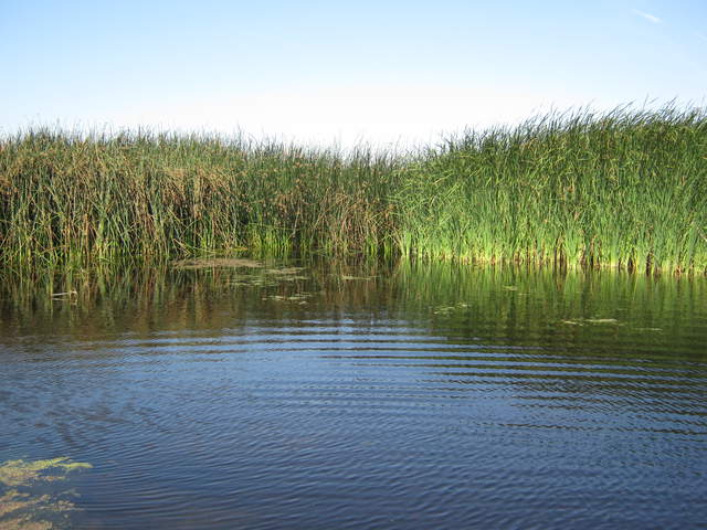Tules (left) and cattails (right)