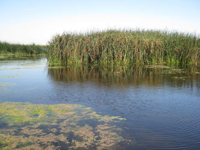 Patch of Tules