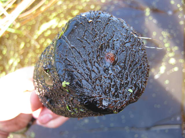Very fouled DO sensor
