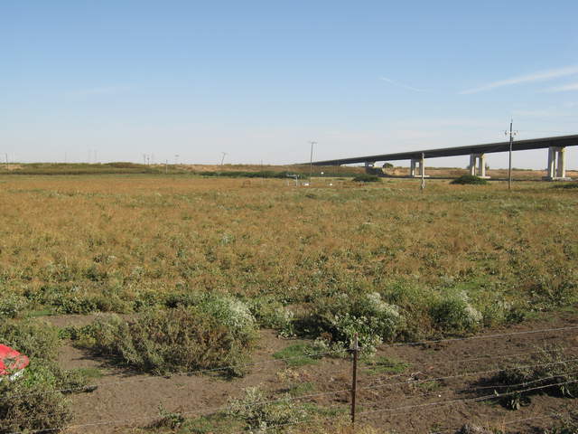 pepper weed flowers have died