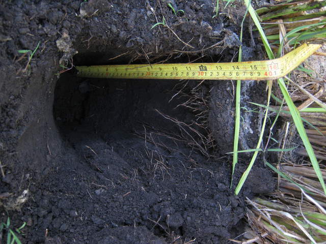 Exploring rice root sampling