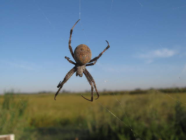 Top view of big spider
