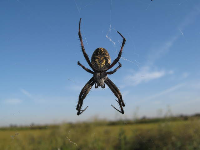 Top view of big spider