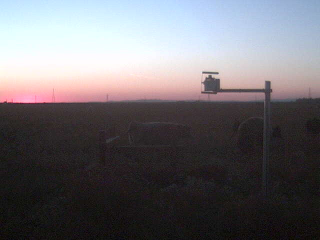 Cows at sunset.
