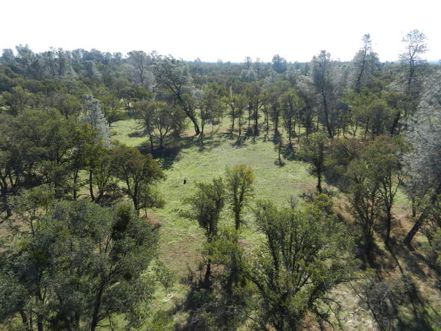 Blue oak, grey pine and green grass