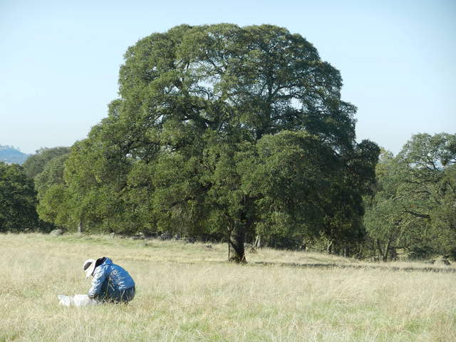 Siyan doing clip plots in front of big oak
