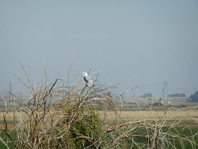 Black-shouldered kite