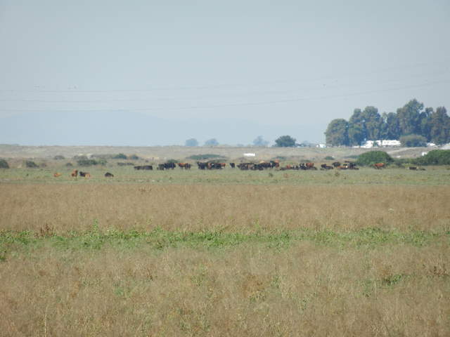 Cows far upwind from the tower site
