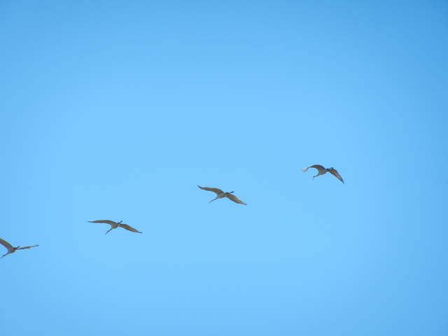 Four sand hill cranes in flight