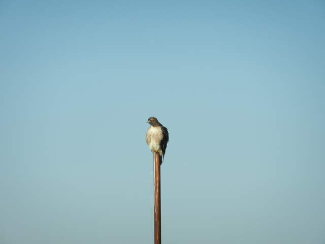 Hawk on a post