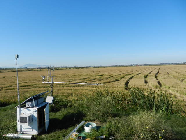 View of the rice field after the seeds have been harvested