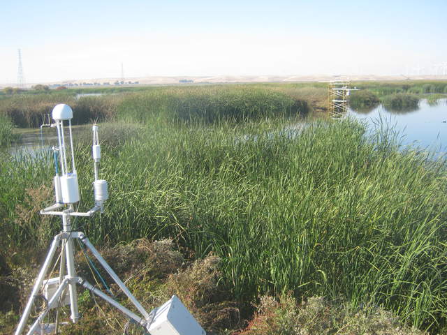 Six egrets on Tule Tower.jpg