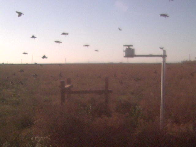 Birds in flight.