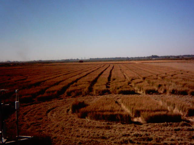 Chopping the straw.