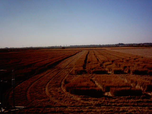 Chopping the straw.