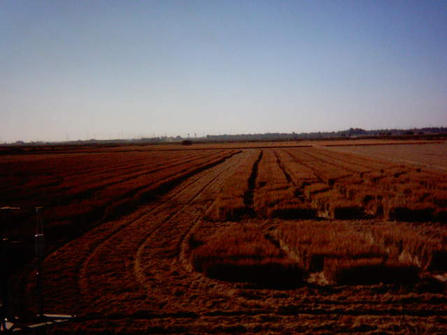 Chopping the straw.