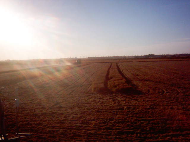 Chopping the straw.
