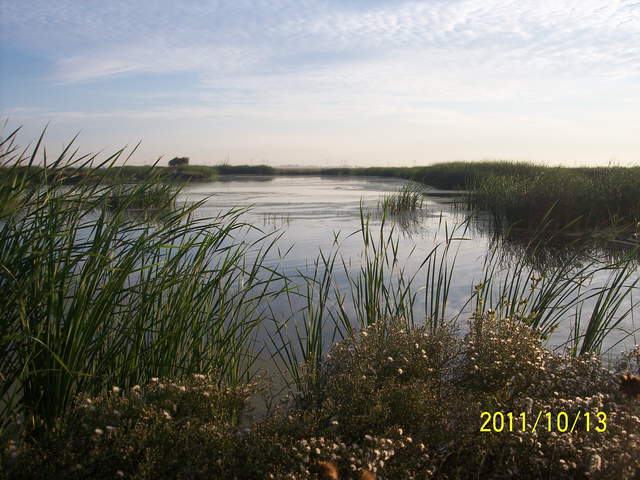 Cattails in foreground