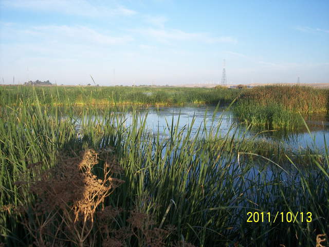 Cattails in foreground