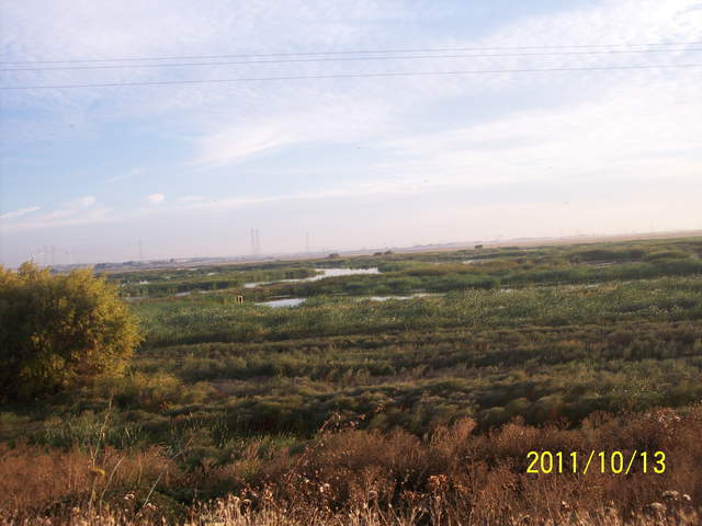 Mostly green wetland with some brown weeds in the foreground