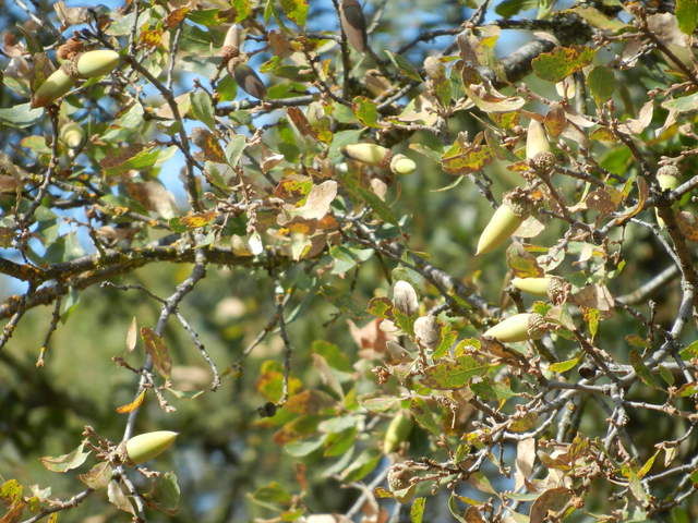 Acorns and dying leaves on Luikang