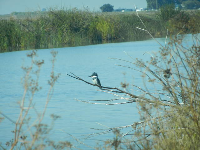 Kingfisher on a bare branch