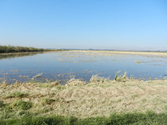 Flooded fallow rice paddy