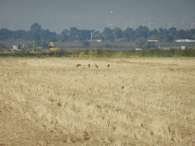 Sand hill cranes on the fallow rice field