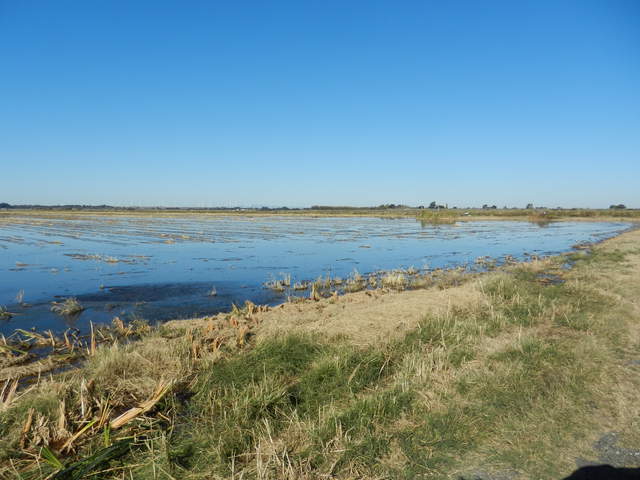 View of flooded rice field