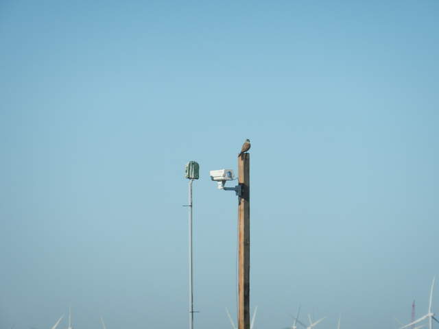 A kestrel sitting on the camera post