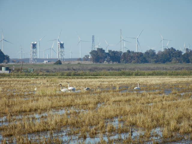 Swans on the flooded field with wind turbines and draw bridge in the background