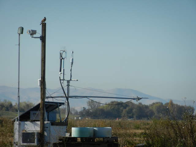 Kestral on a post at the rice site