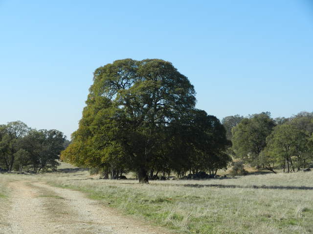 Big tree near Vaira site