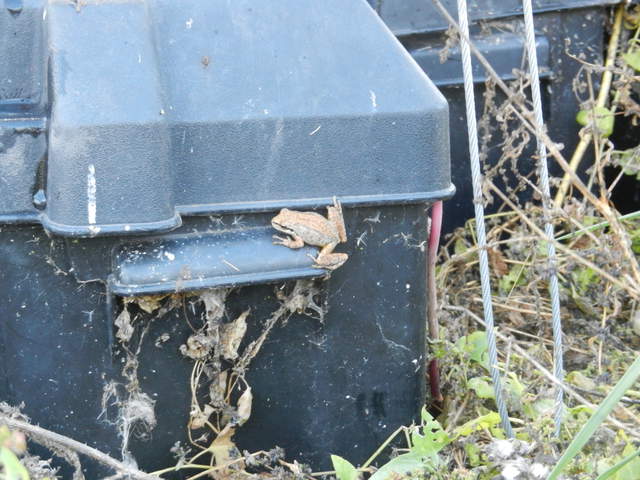 "Chorus frog (Genus Pseudacris)," says iNaturalist (in the voice of ScarJo)