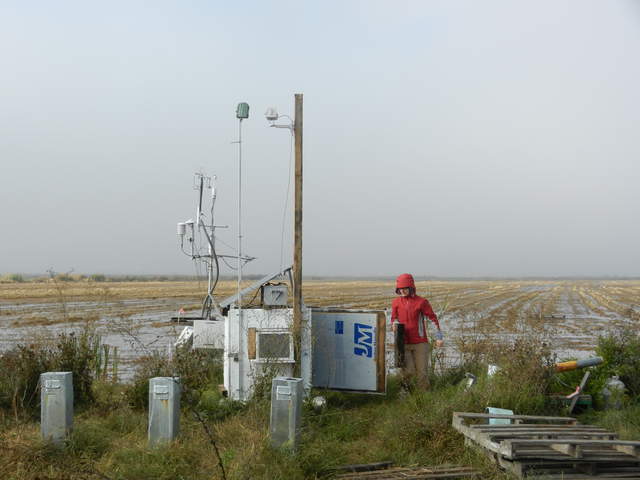 Sara servicing the rice tower on a gray day