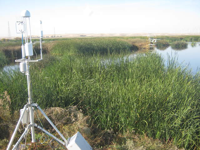Herons on Tule Tower