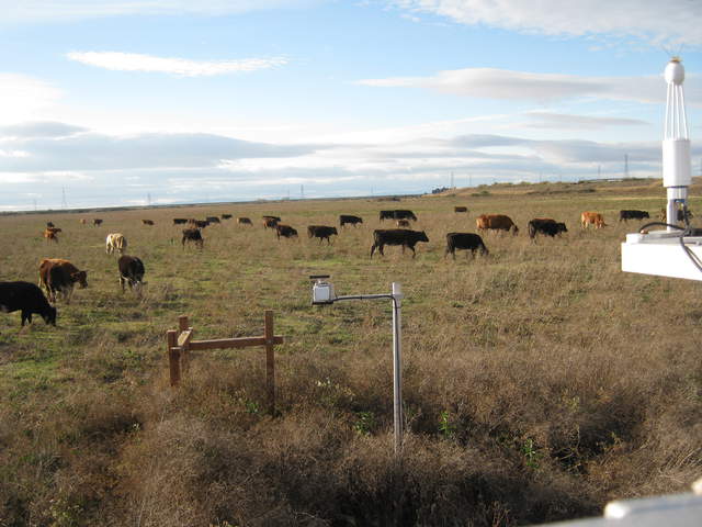 Cows and clouds.