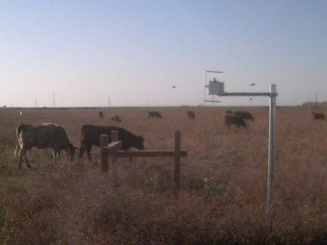 Cows.