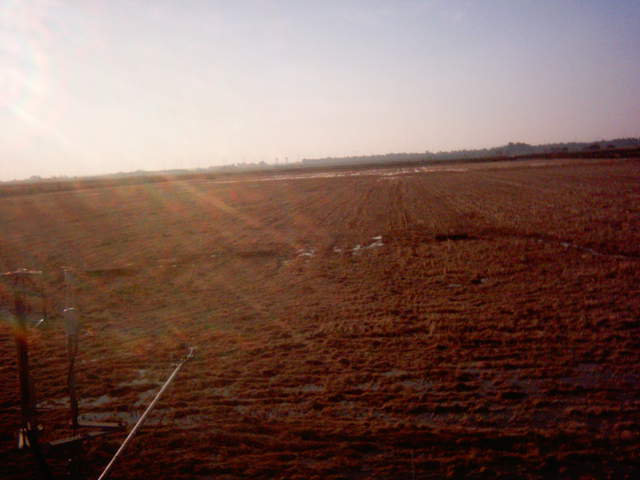 Field flooding 3