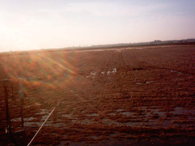 Field flooding 4