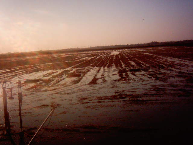 Field flooding 19