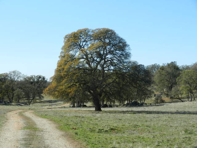 A few leaves still on the oak tree and new green grass