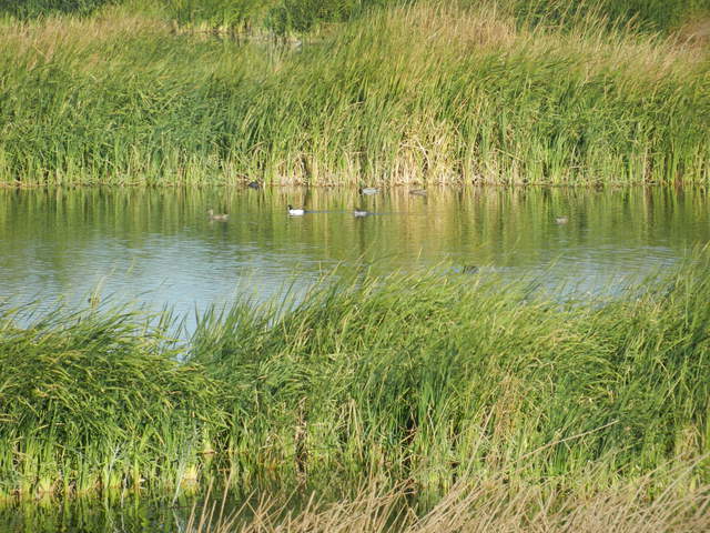 Mallards and a Common Golden Eye on the water at Mayberry