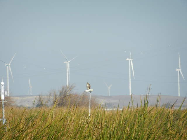 Hawk sitting of the camera Mayberry