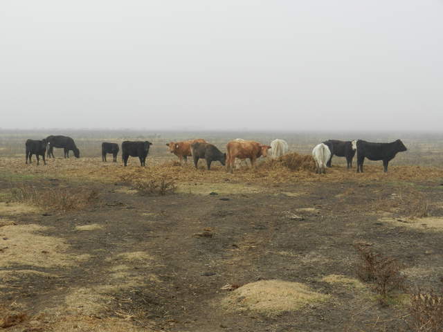 Cows and feed in the fog