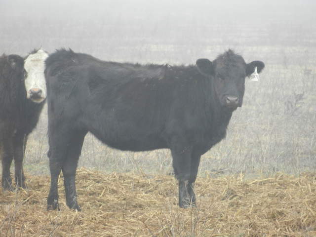 Cow in the fog