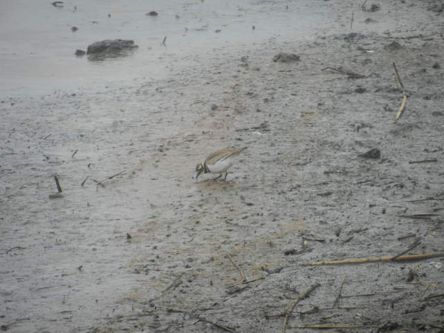 Killdeer on the mud