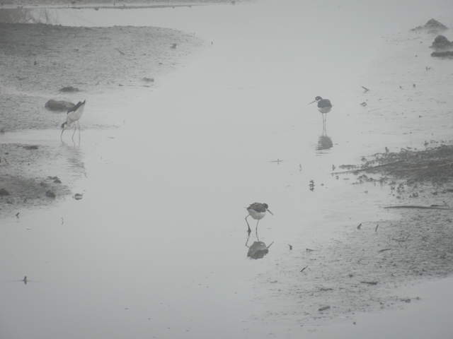 Wading birds in the fog